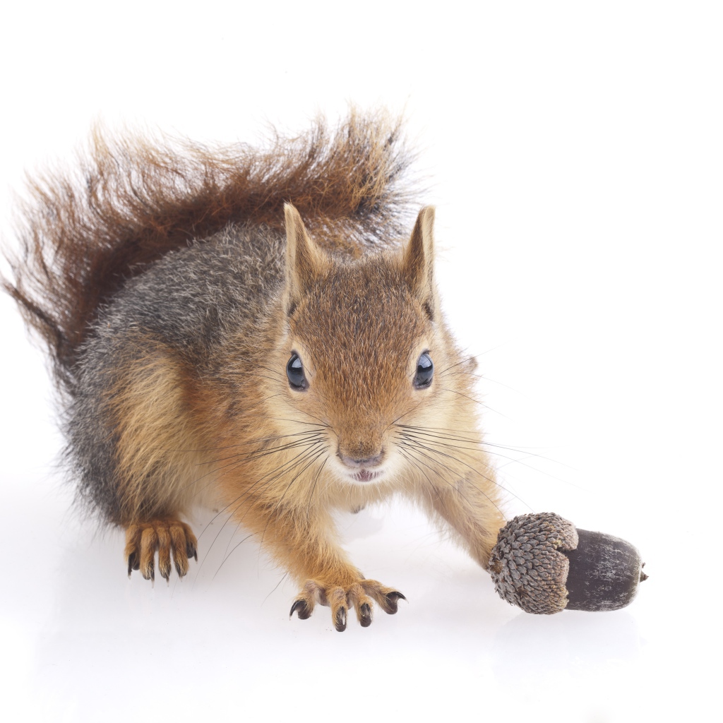 Забавная белка с желудем на белом фоне 