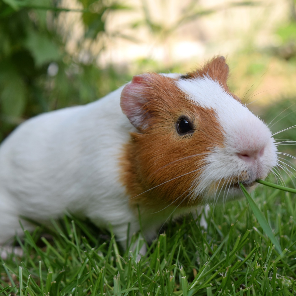 Морская свинка грызет зеленую траву