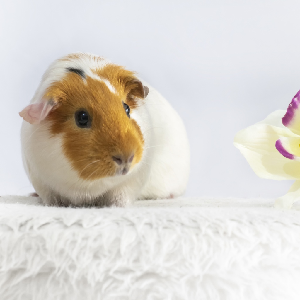 Морская свинка с белым цветком орхидеи