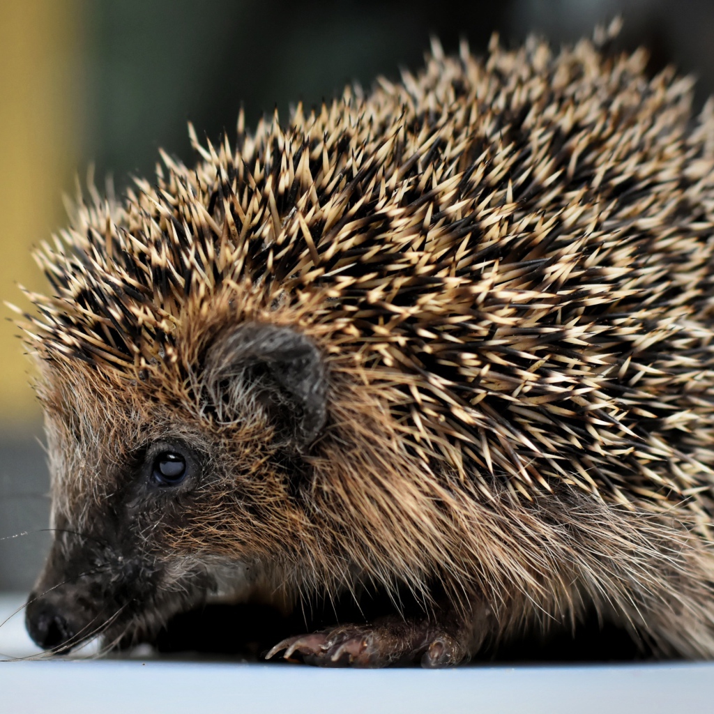 Большой старый колючий еж с длинными иголками