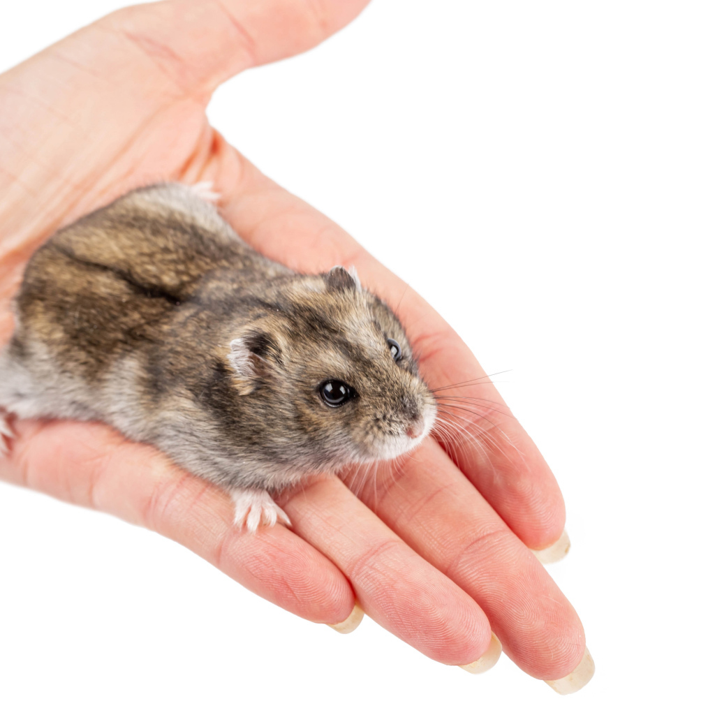 Маленький хомяк джунгарик на ладони 