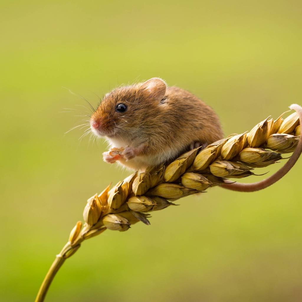 Маленькая полевая мышь сидит на колоске