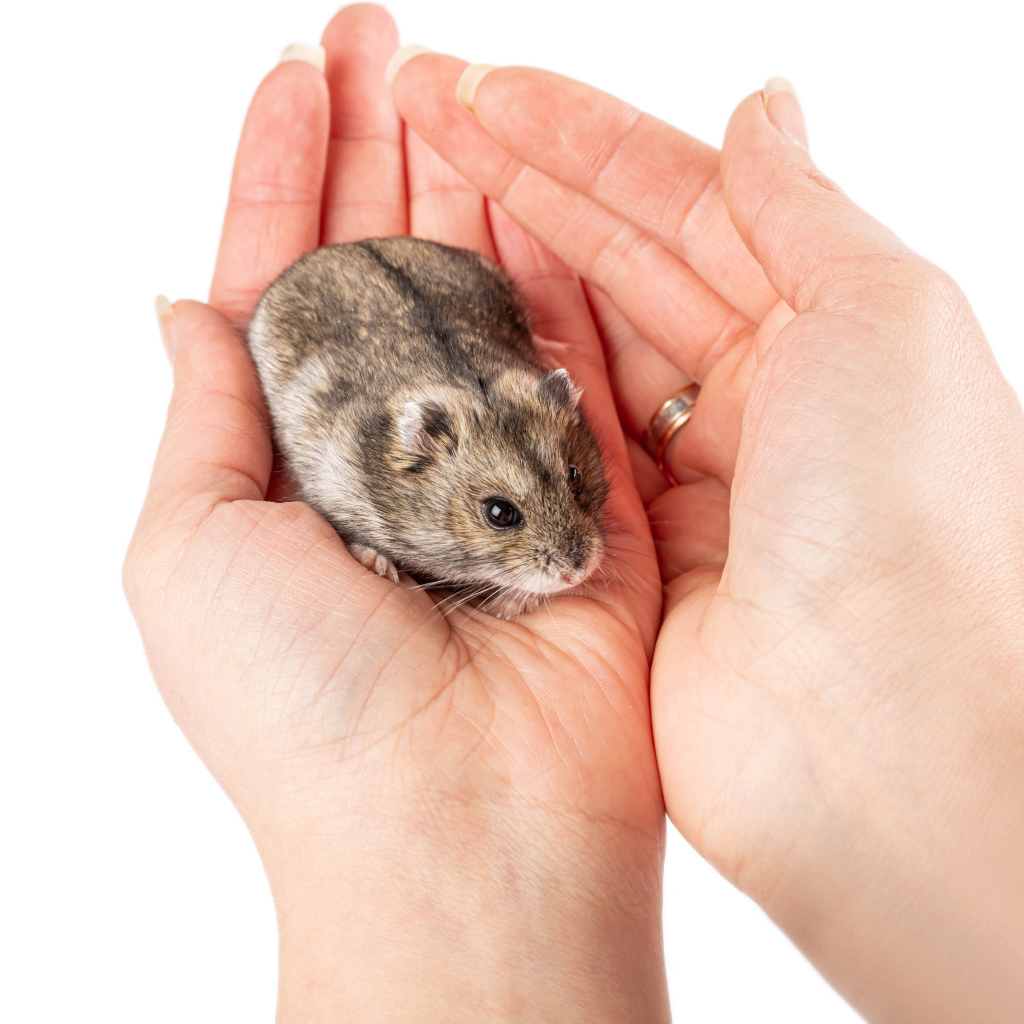 Маленький серый хомяк сидит на ладонях 