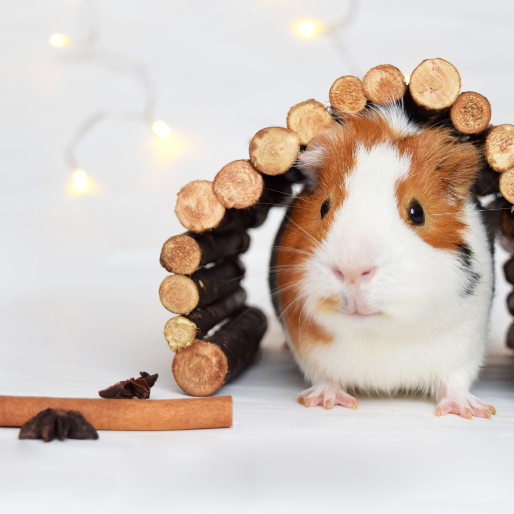 Маленькая морская свинка в деревянном домике