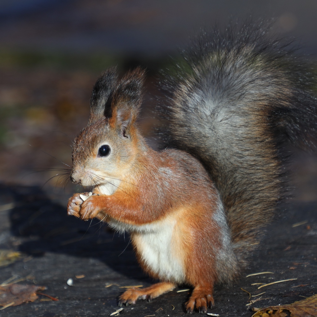 Маленькая рыжая белка грызет орех