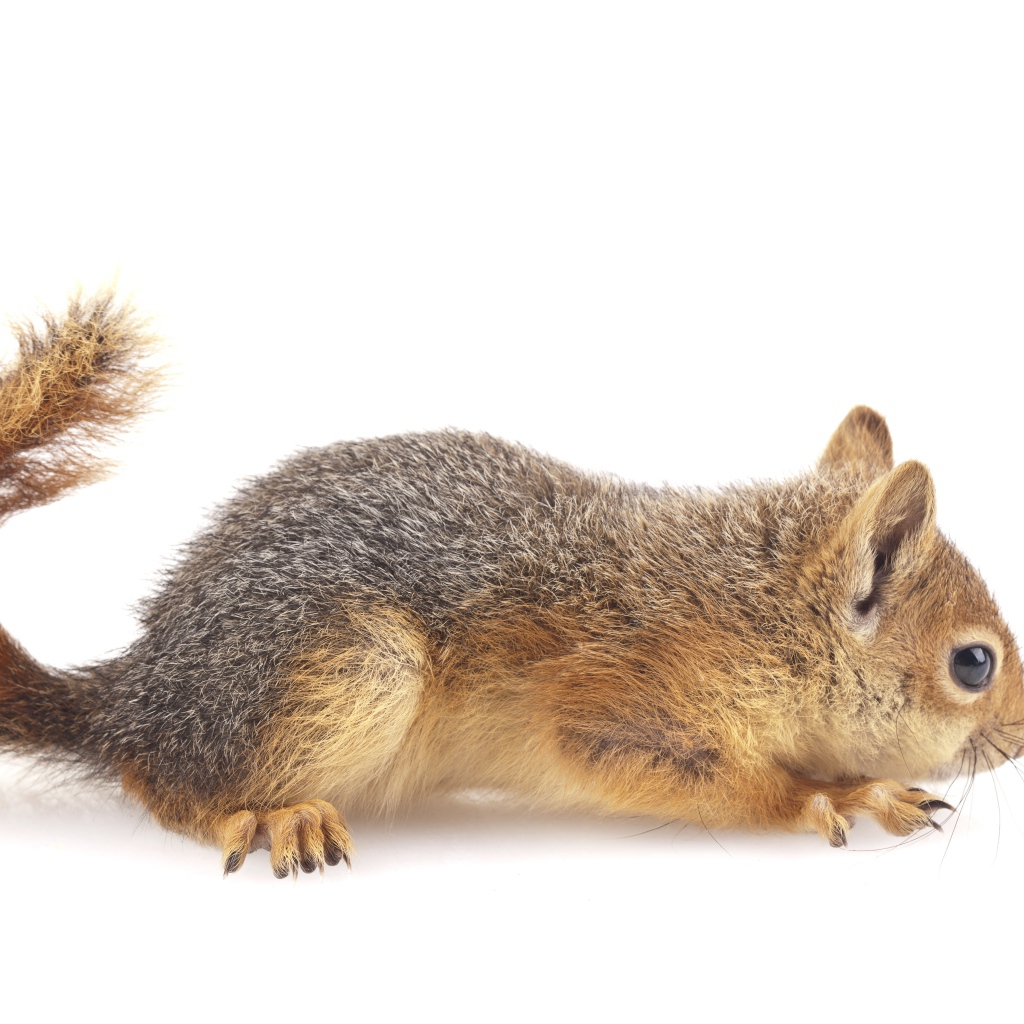 Маленькая рыжая белка на белом фоне 