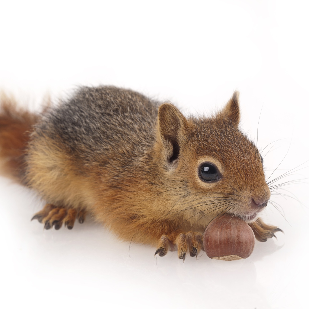 Маленькая рыжая белка с орехом на белом фоне