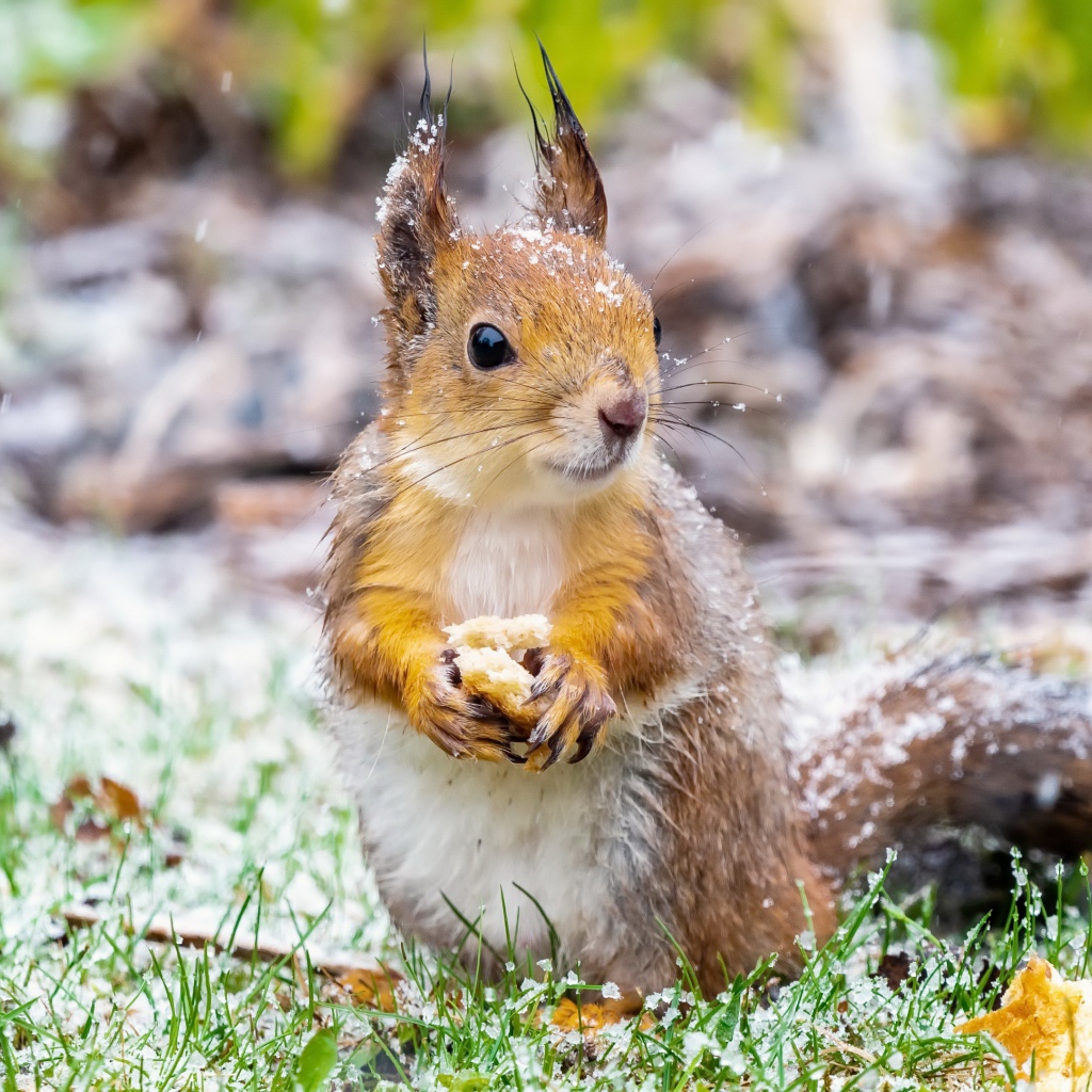 Маленькая белка на покрытой снегом траве