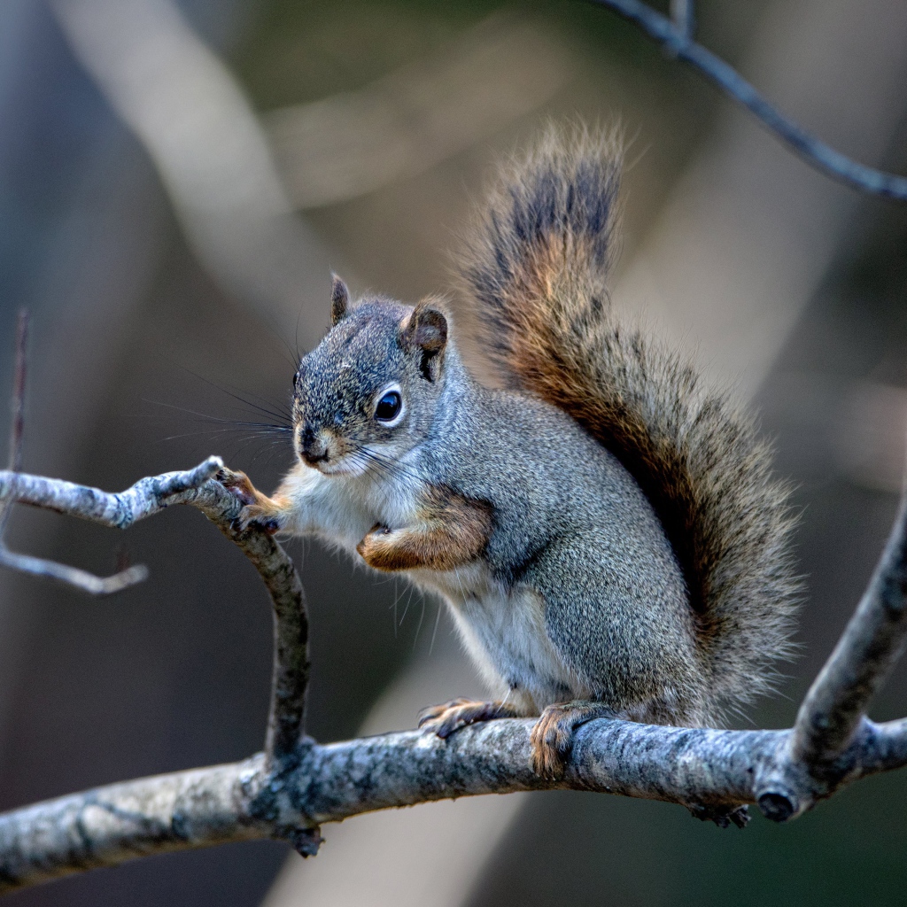 Маленькая белка сидит на тонкой ветке 