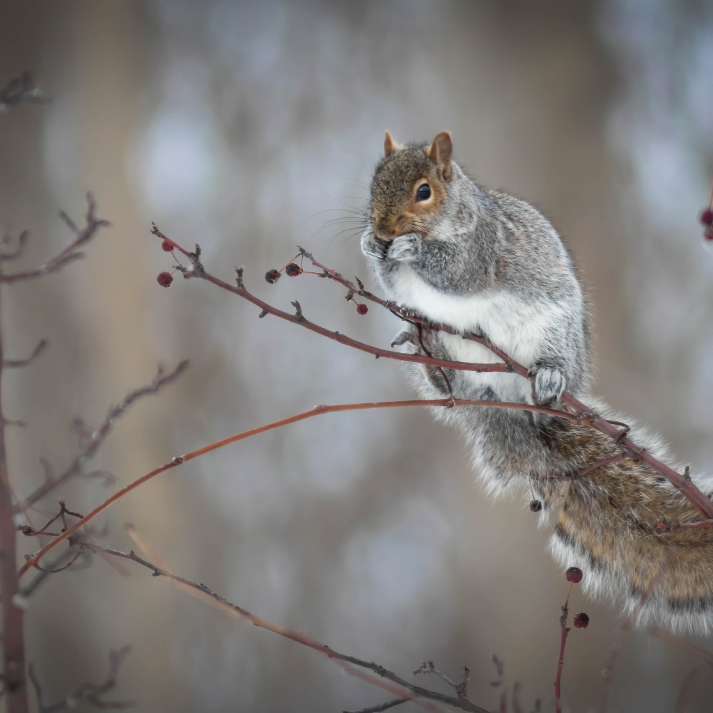 Маленькая белка сидит на ветке дерева