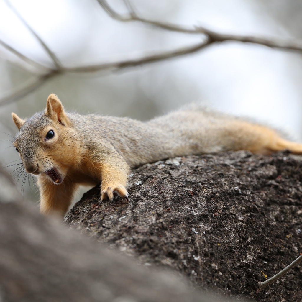 Маленькая белка зевает на дерева