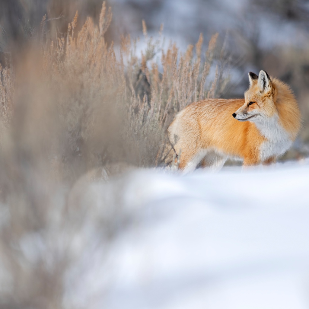 Рыжая пушистая лиса стоит на снегу