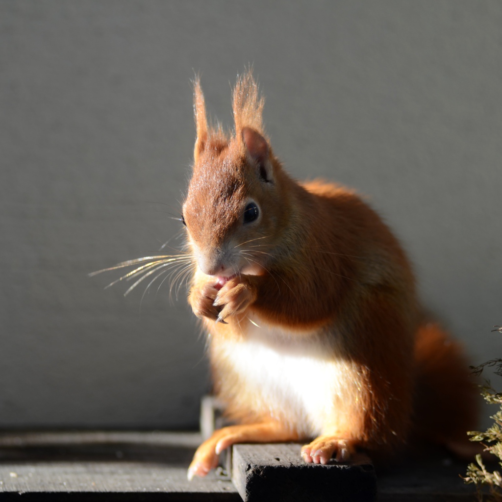 Рыжая белка в лучах солнца на сером фоне 