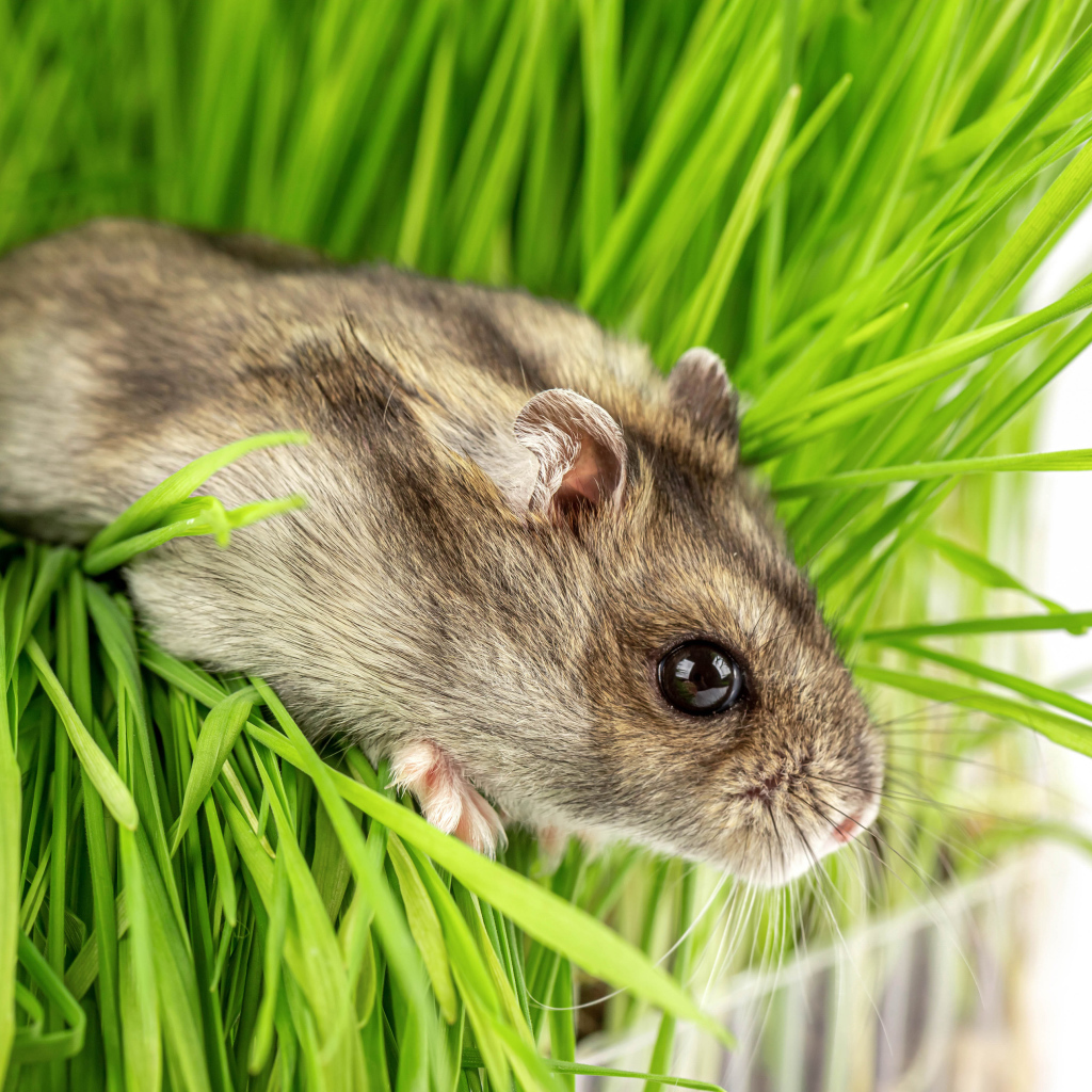 Маленький серый хомяк в зеленой траве на белом фоне