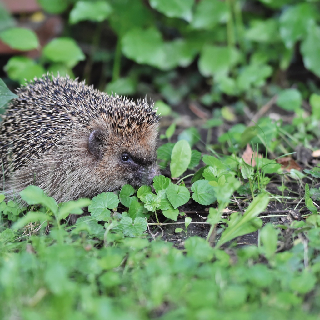 Два колючих ежа на зеленой траве 