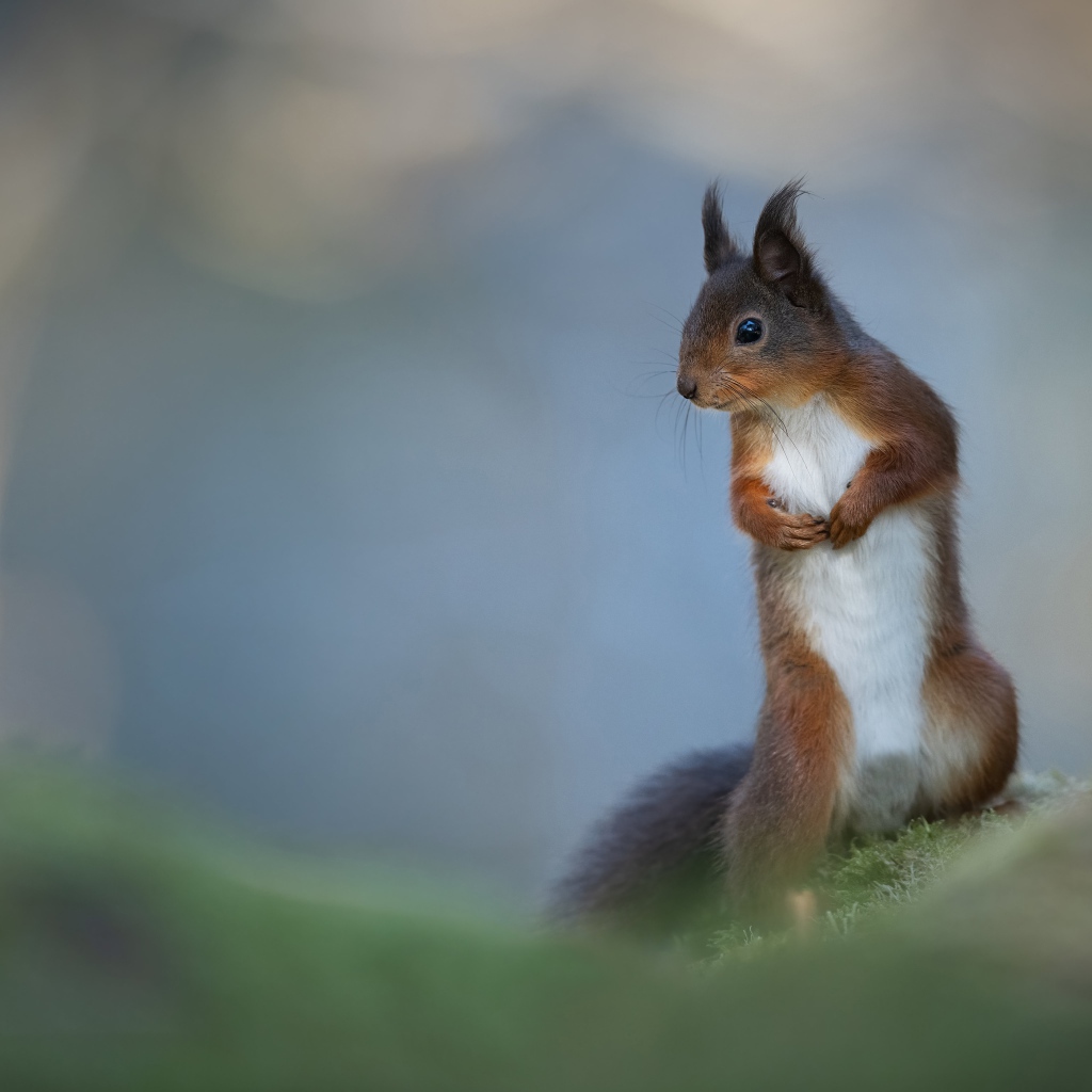 Белый живот у рыжей белки