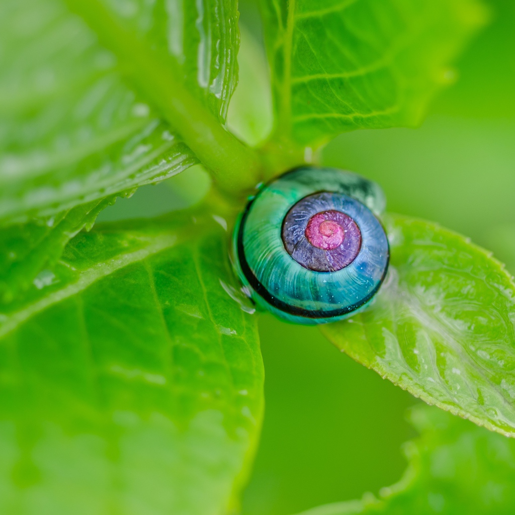 Голубая ракушка на зеленом листе