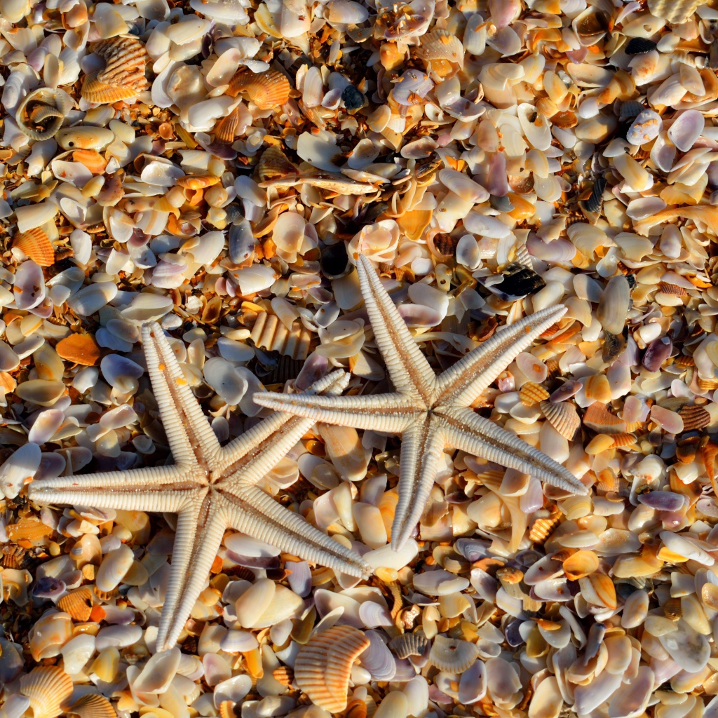 Две морские звезды лежат на ракушках 