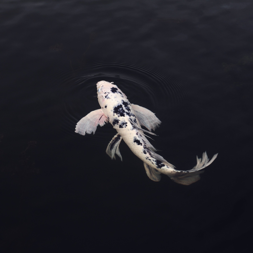 Белый карп в черной воде