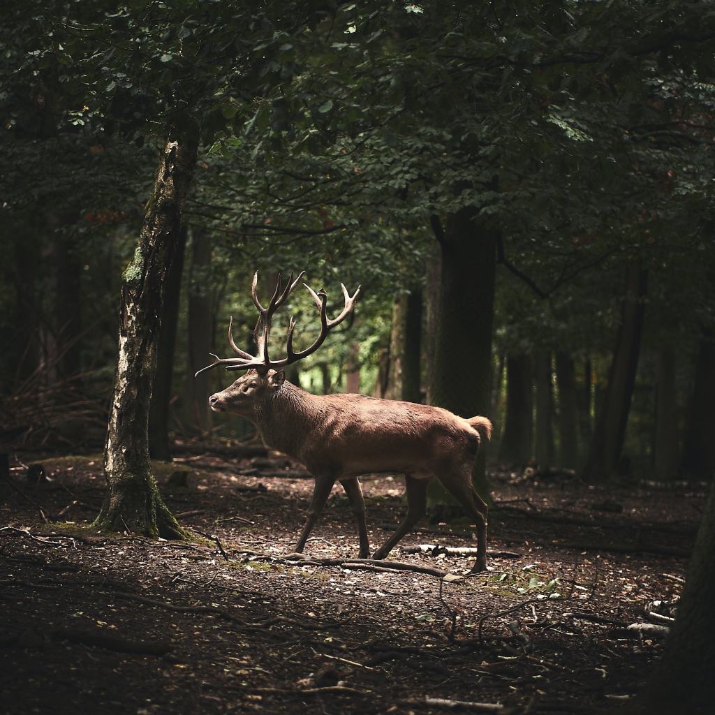 Большой олень с рогами идет по лесу 