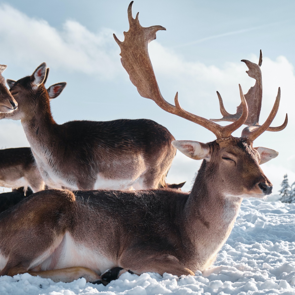 Стадо северных оленей в лучах солнца на снегу