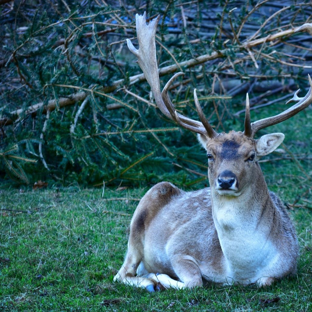 Самец лани с большими рогами