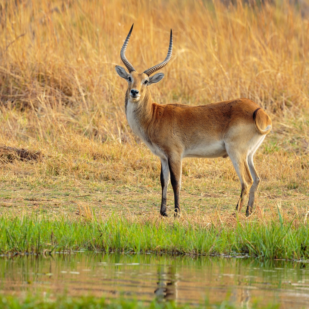 Антилопа с острыми рогами у воды