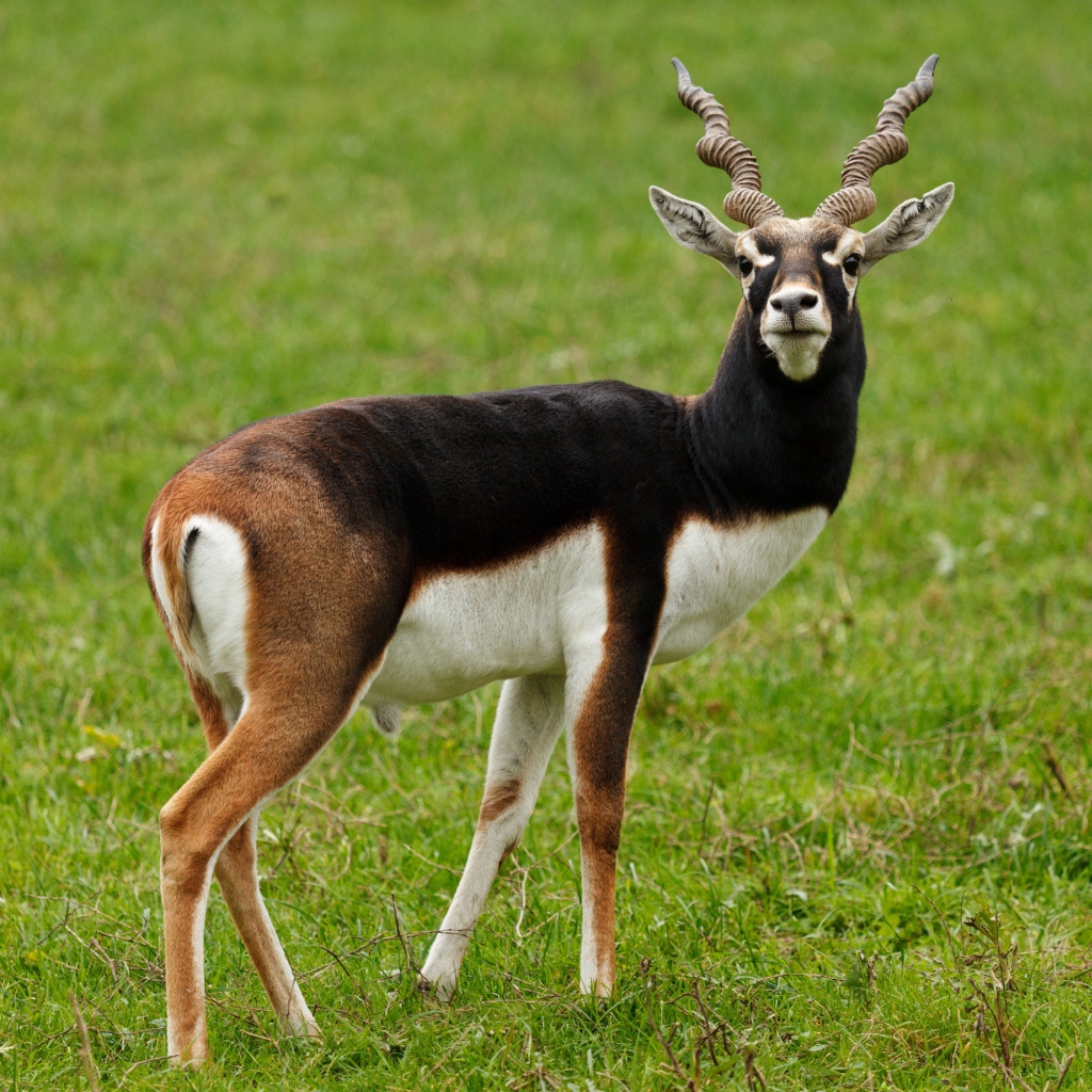 Большая антилопа на зеленой траве