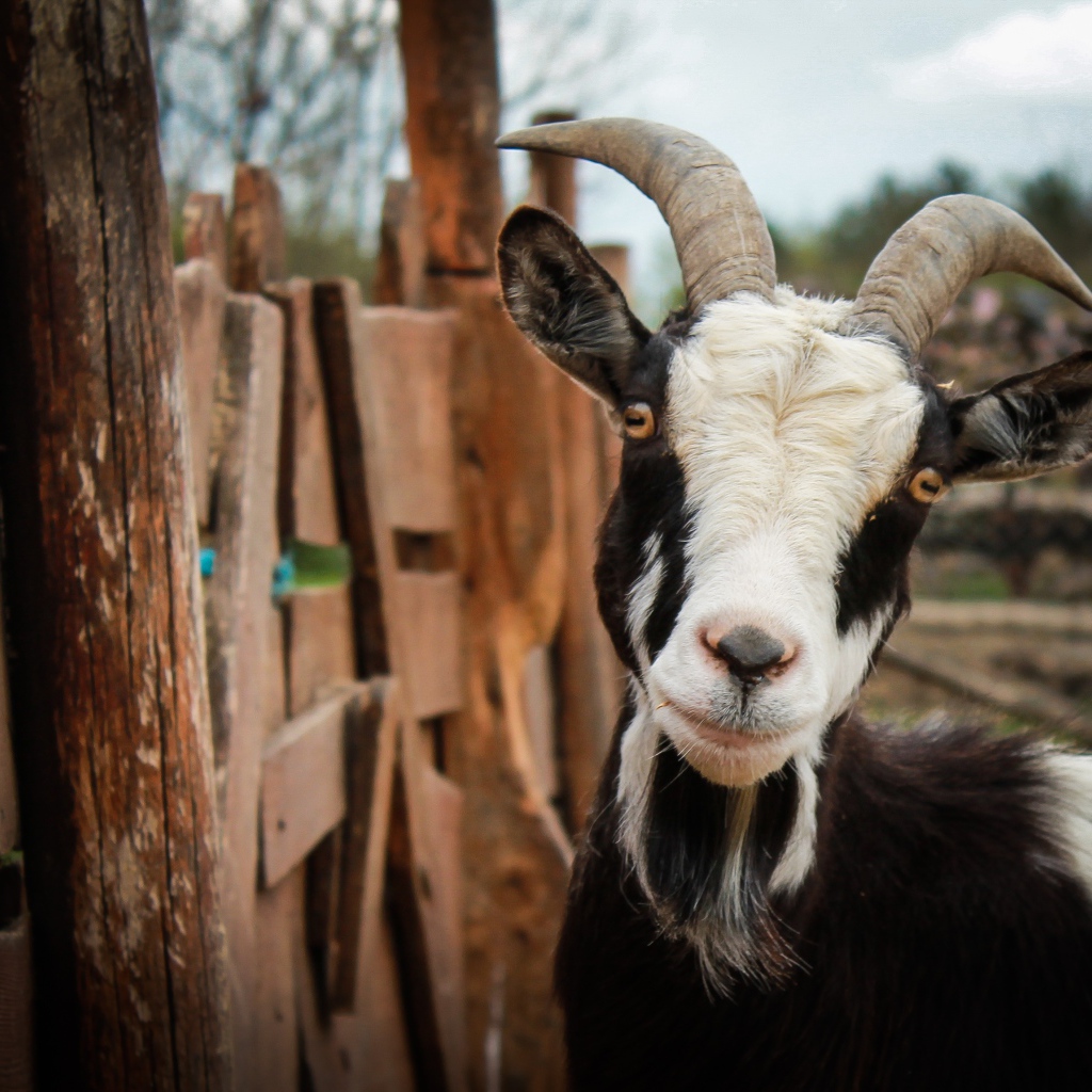 Черно-белая домашняя коза