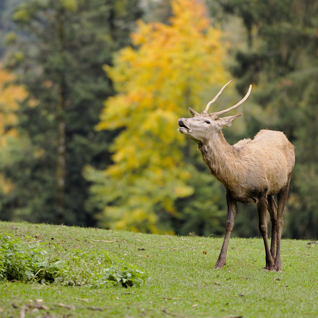 Олень кричит в лесу 