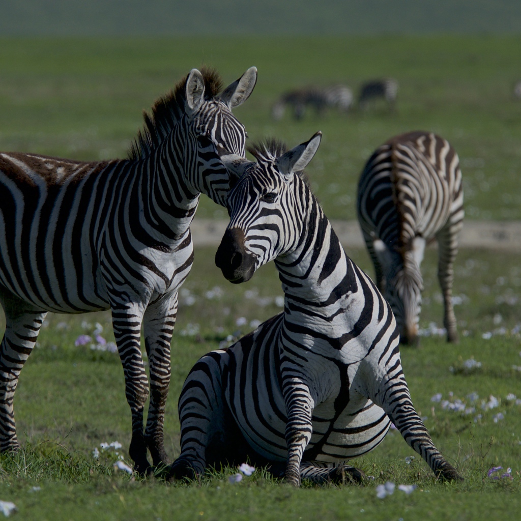 Стадо полосатых зебр на зеленой траве 