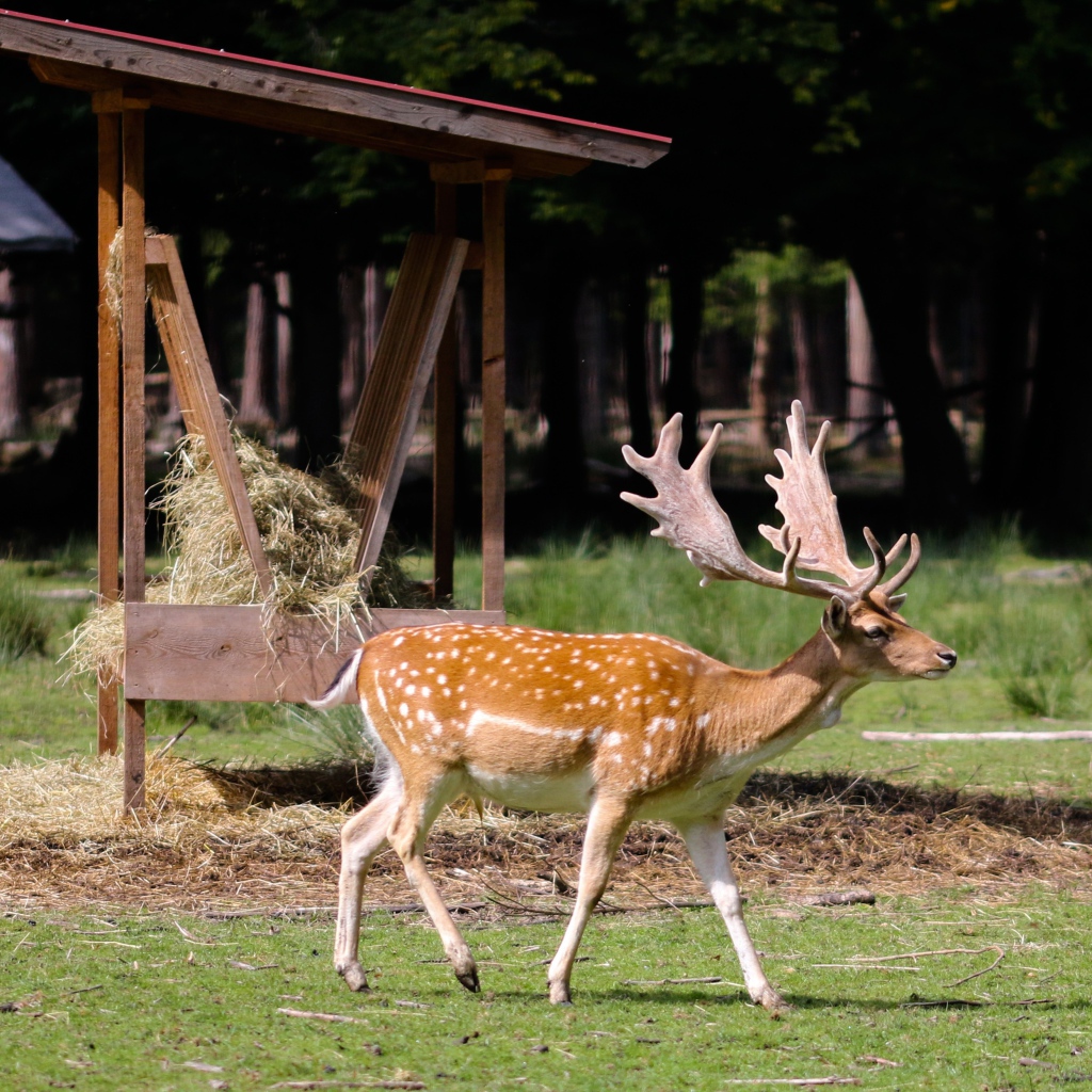 Большой пятнистый олень с большими рогами 