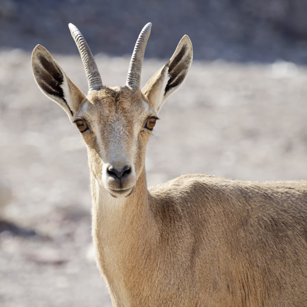 Нубийский горный козёл крупным планом 