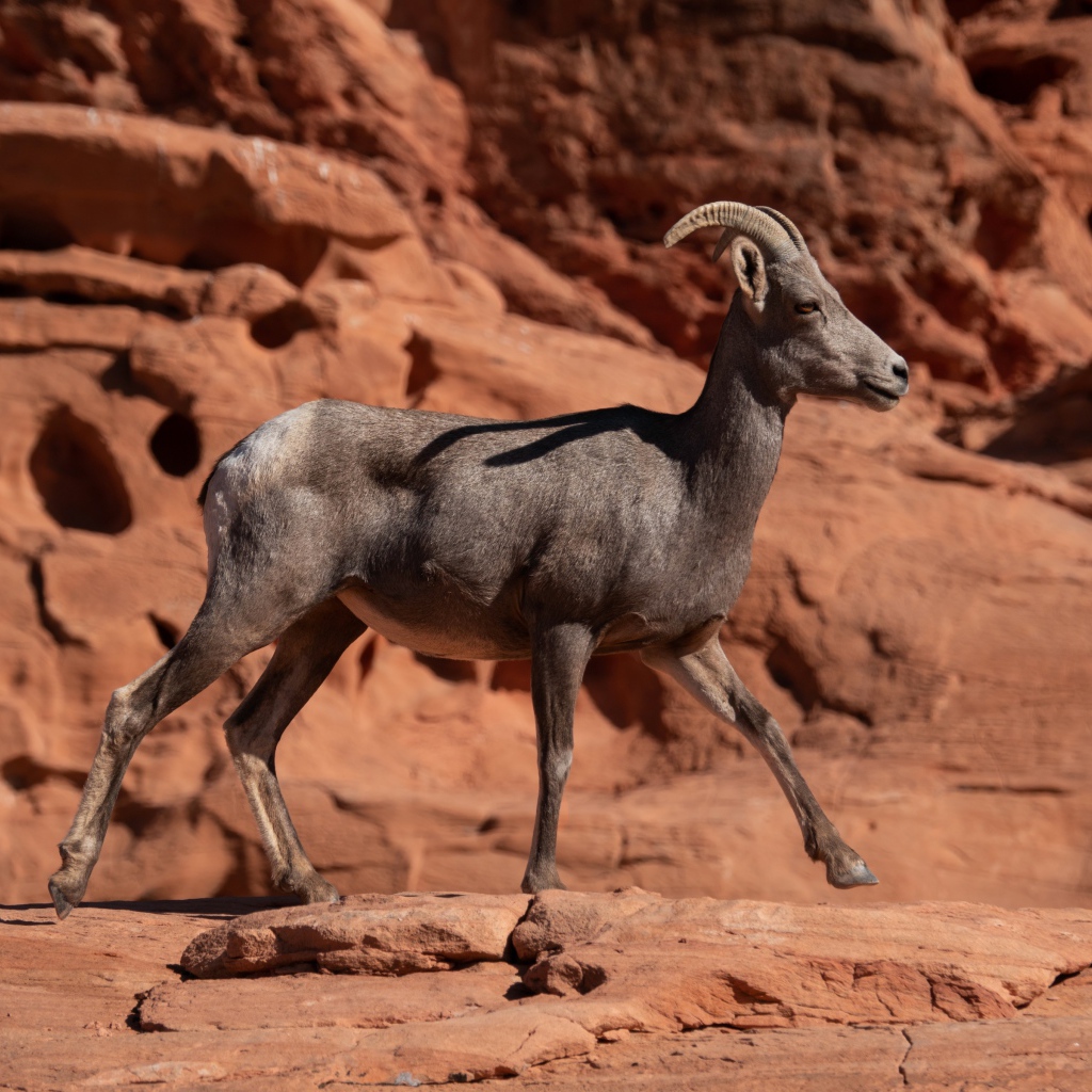 Нубийский горный козёл идет по камням