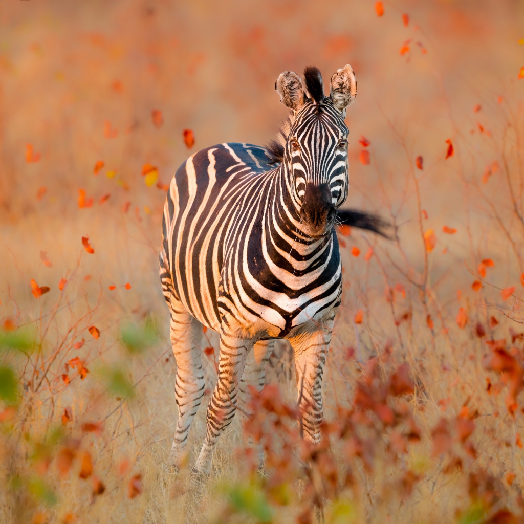 Полосатая зебра идет по сухой траве