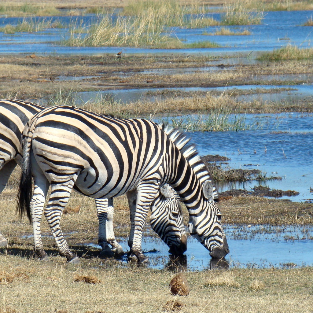 Две полосатые зебры у водопоя