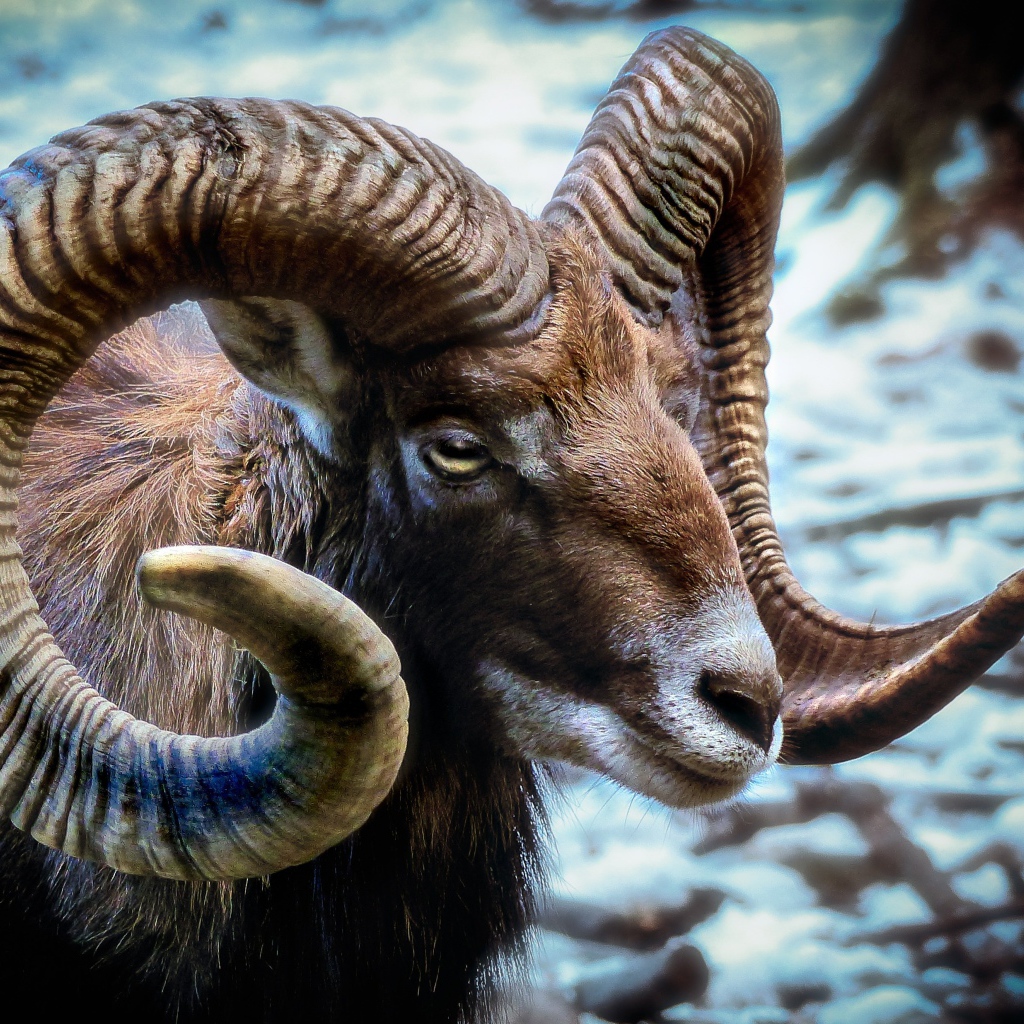 Дикий муфлон с большими рогами