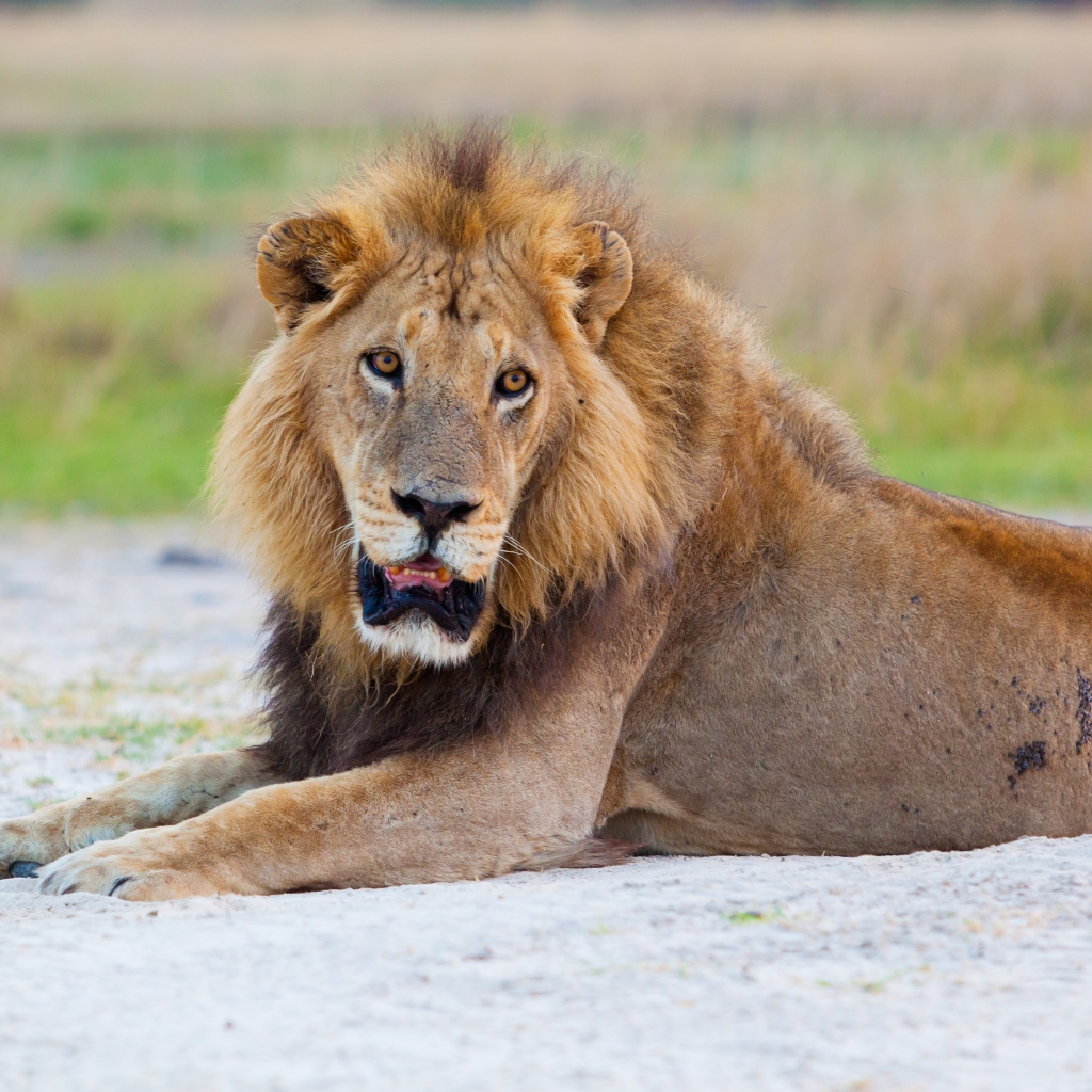 Большой лев с открытой пастью лежит на песке