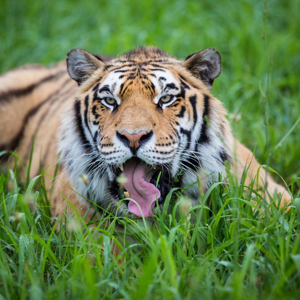 Полосатый тигр с высунутым языком лежит в зеленой траве 