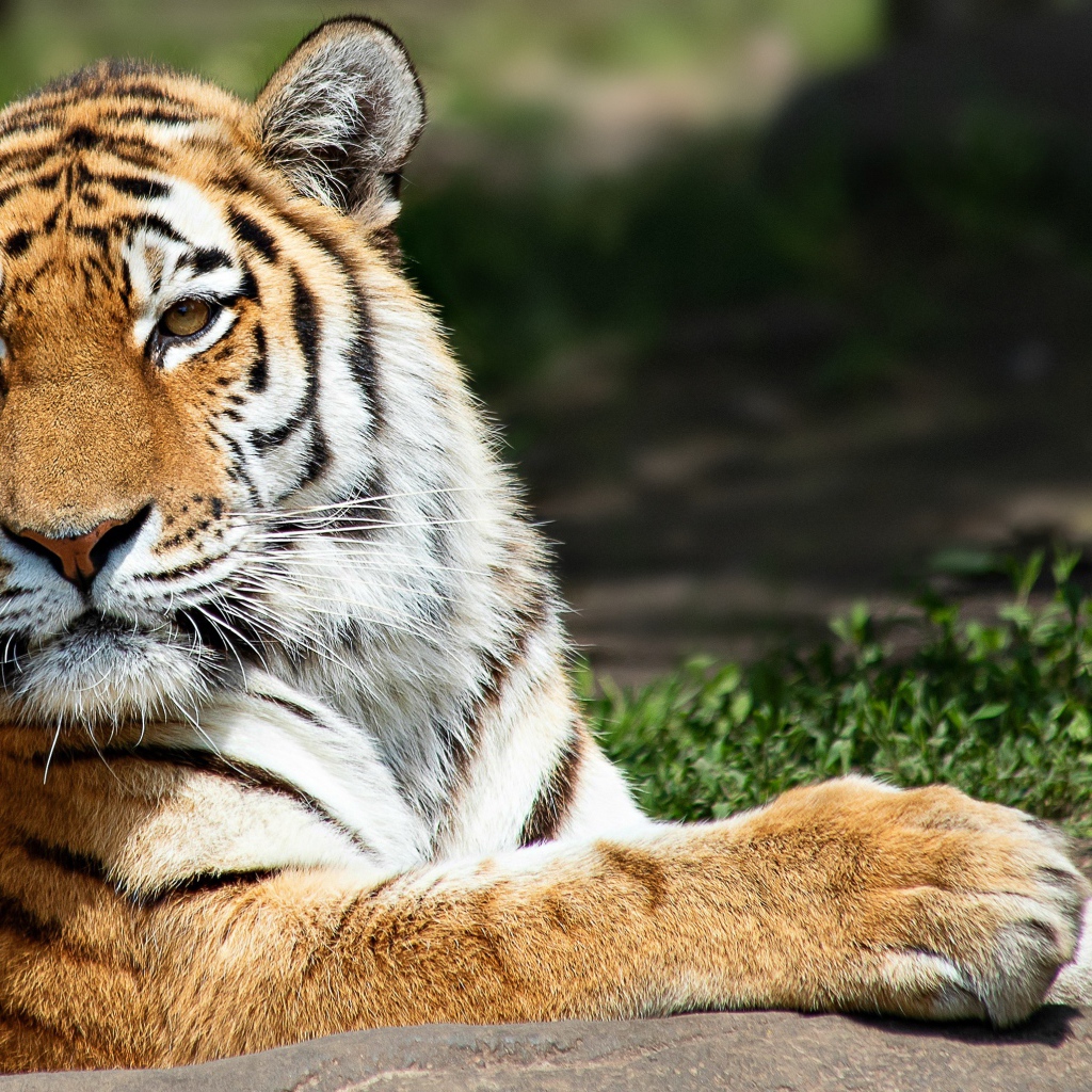 Красивый полосатый тигр  в лучах солнца 