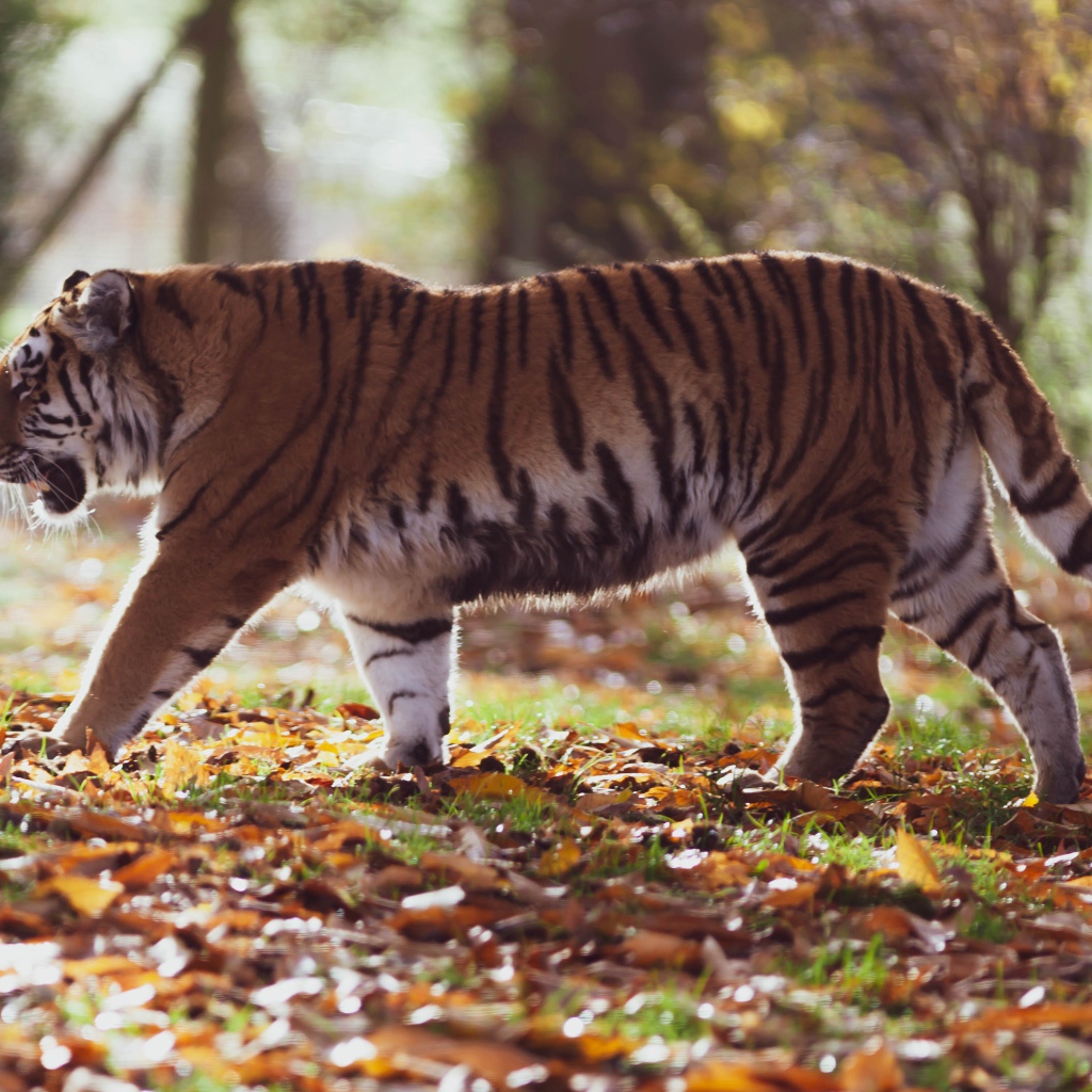 Большой полосатый амурский тигр в осеннем лесу 
