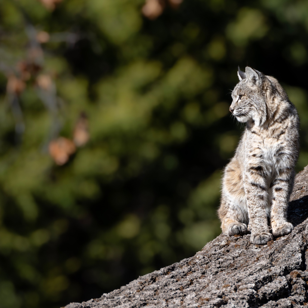 Серая рысь греется в лучах солнца на камне