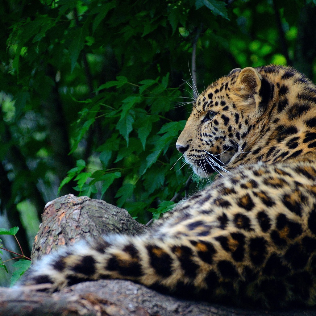 Большой пятнистый хищный леопард лежит на дереве 