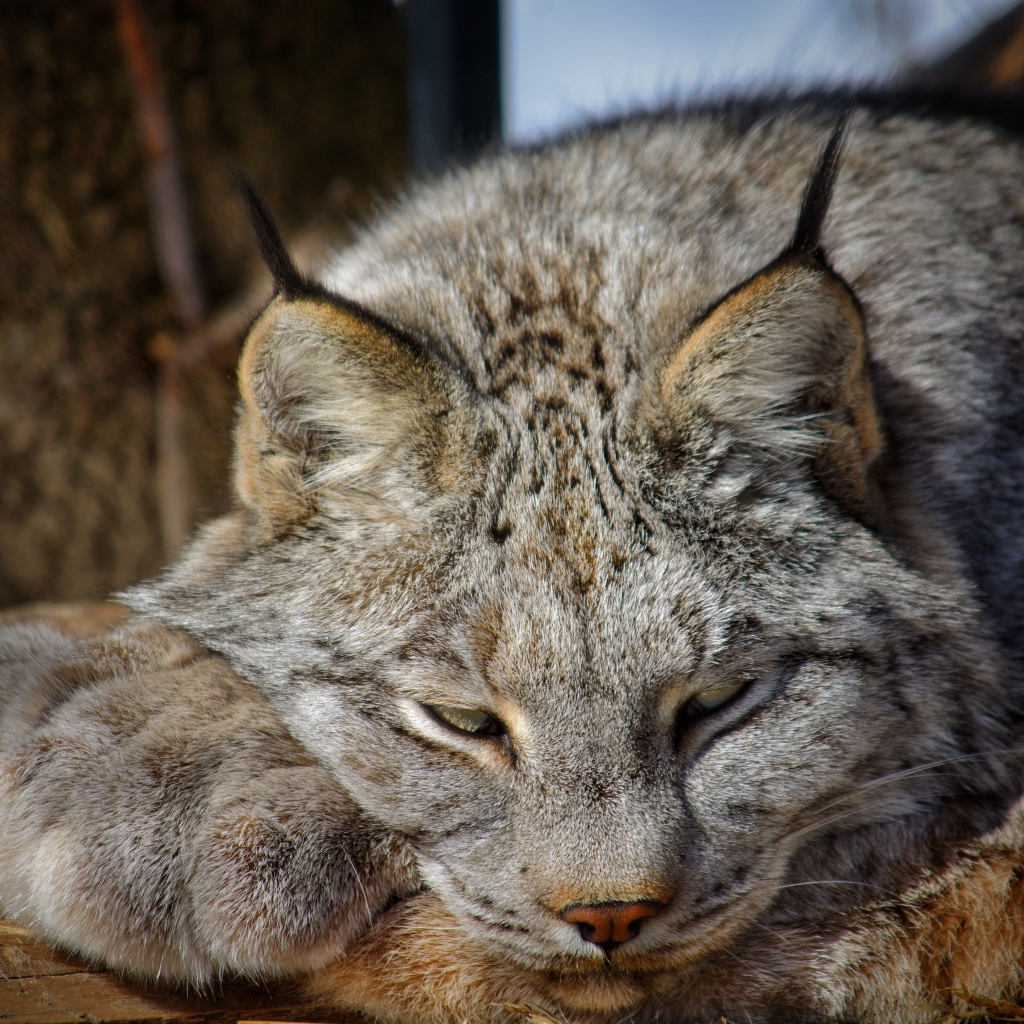 Рысь дремлет на солнце