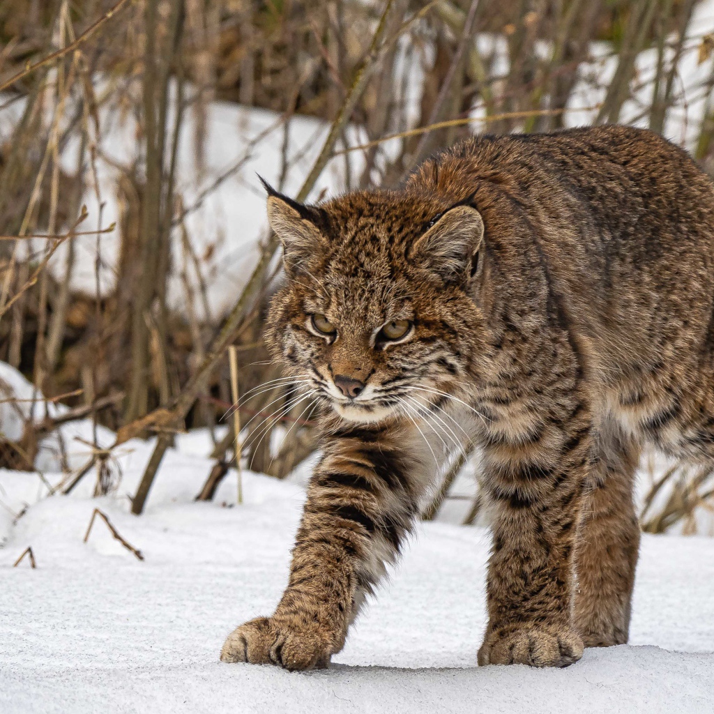 Серьезная серая рысь идет по снегу