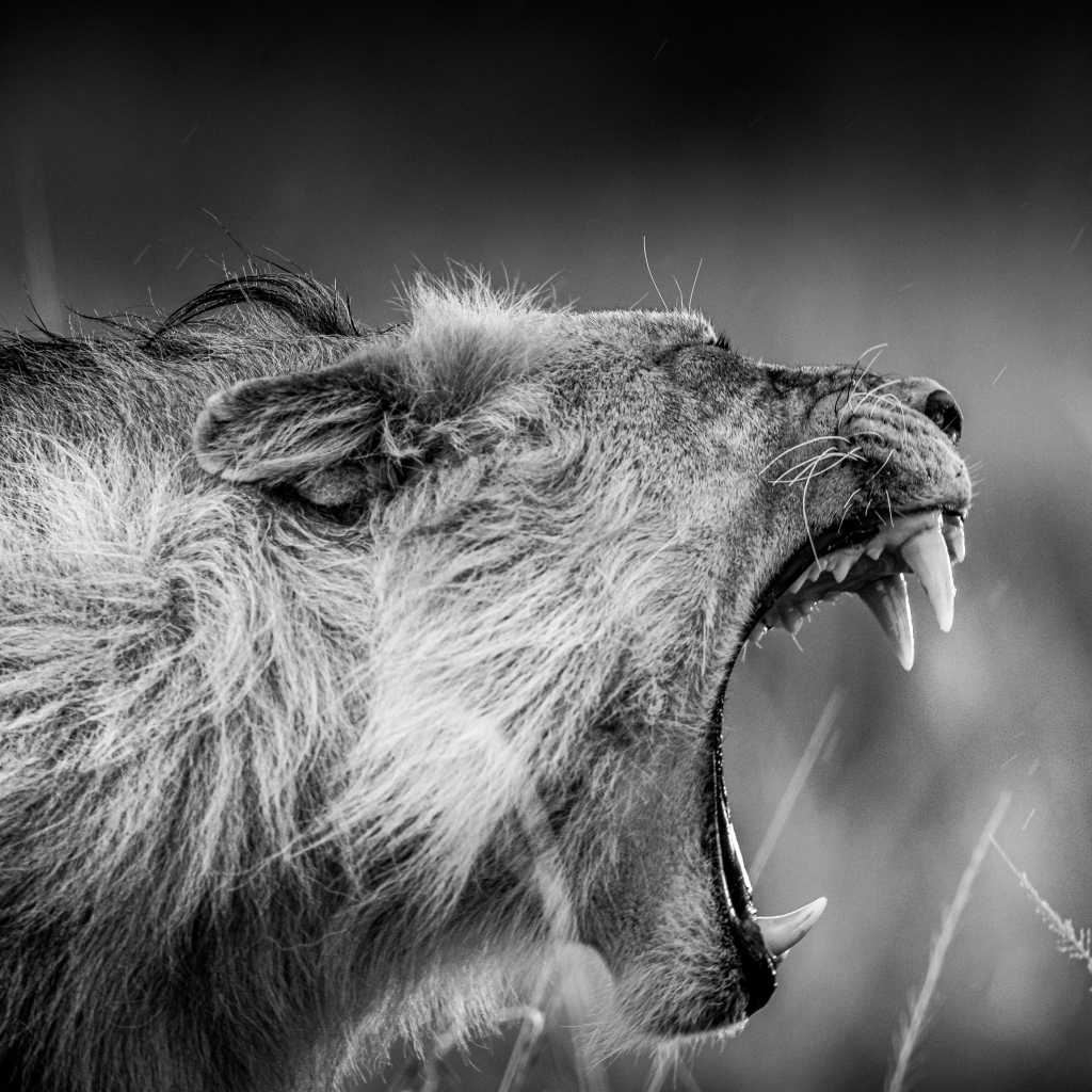 Грозный рык льва черно-белое фото