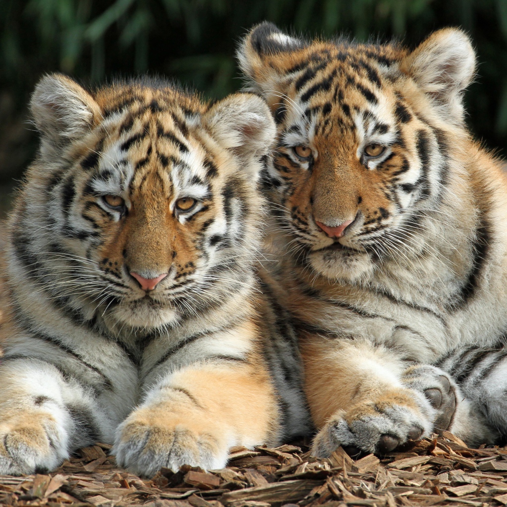 Два маленьких полосатых тигренка лежат на земле