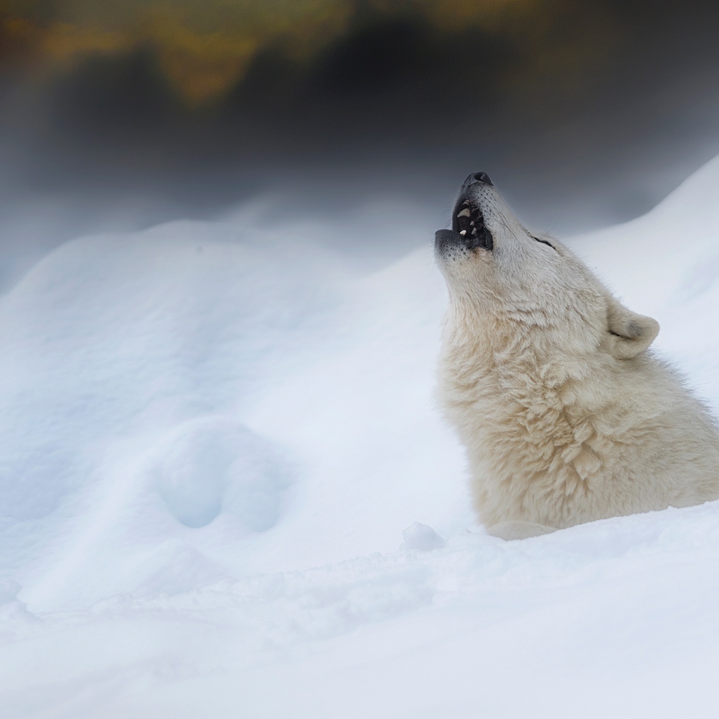 Большой белый волк воет на снегу