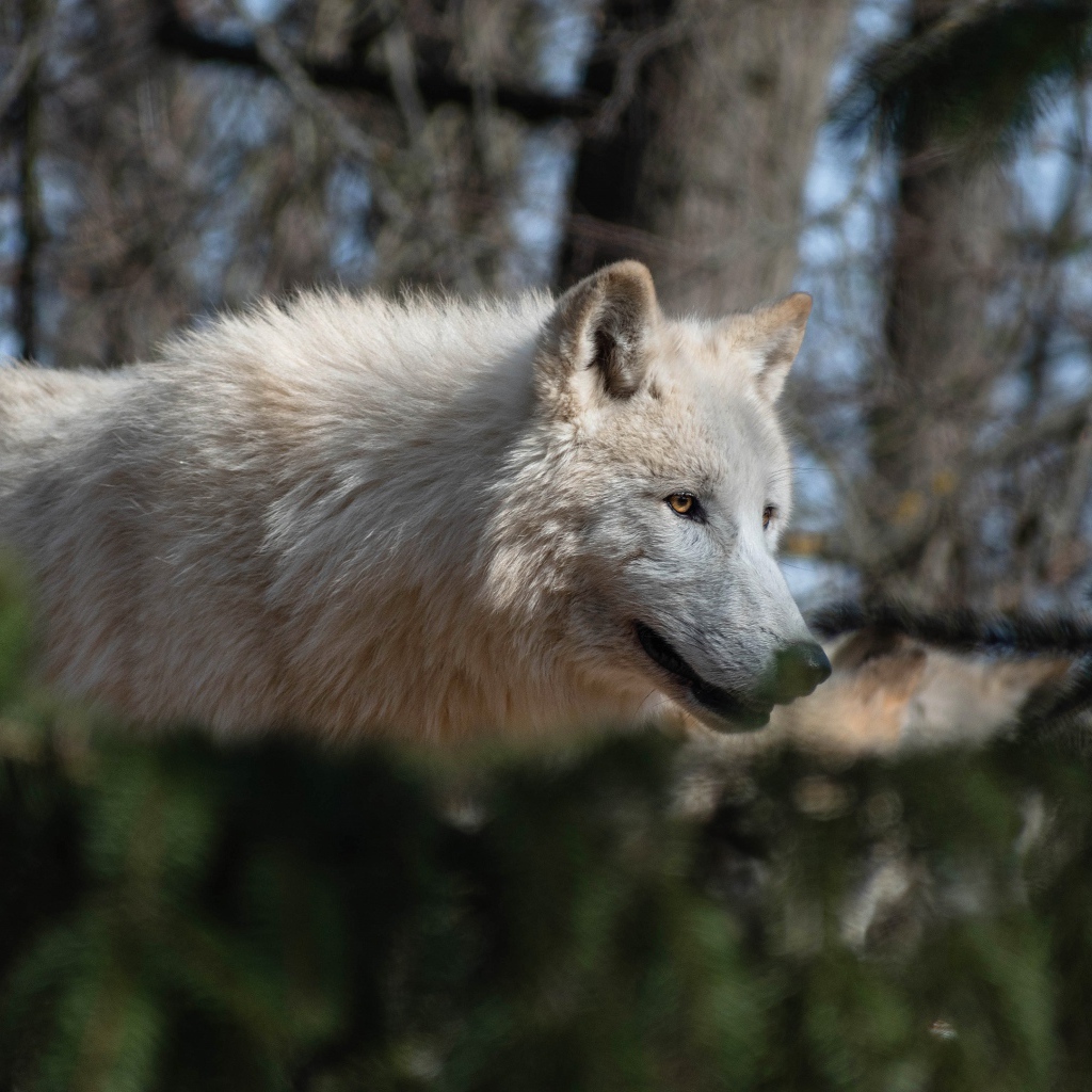 Большой белый волк гуляет в лесу