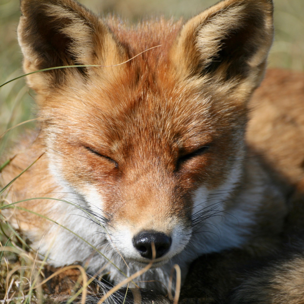 Рыжая лиса спит на зеленой траве